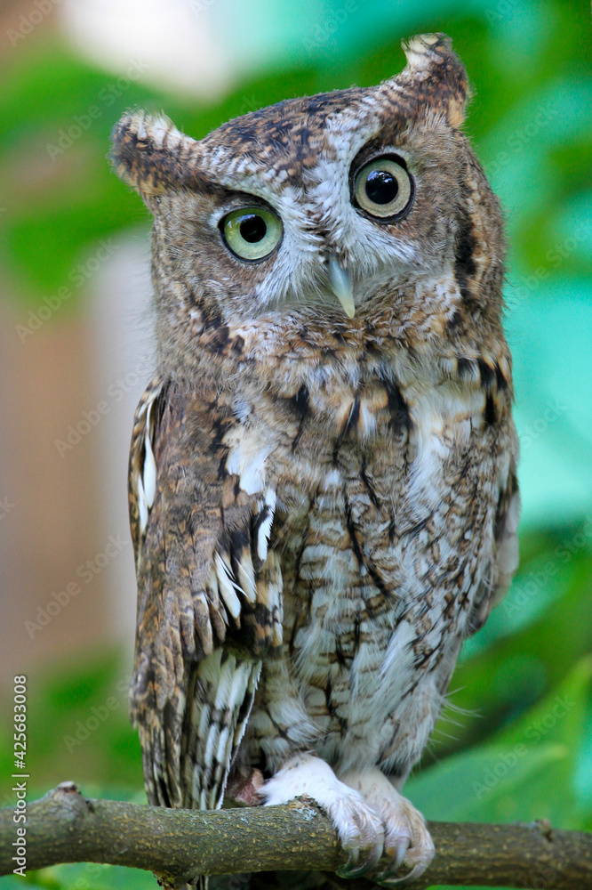 close up of screech owl close up of screech owl