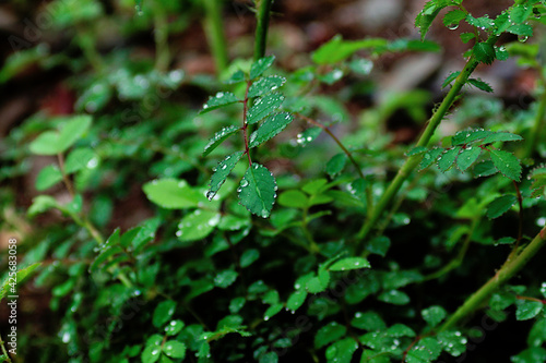 rain drops on a leaf © osamu sakairi