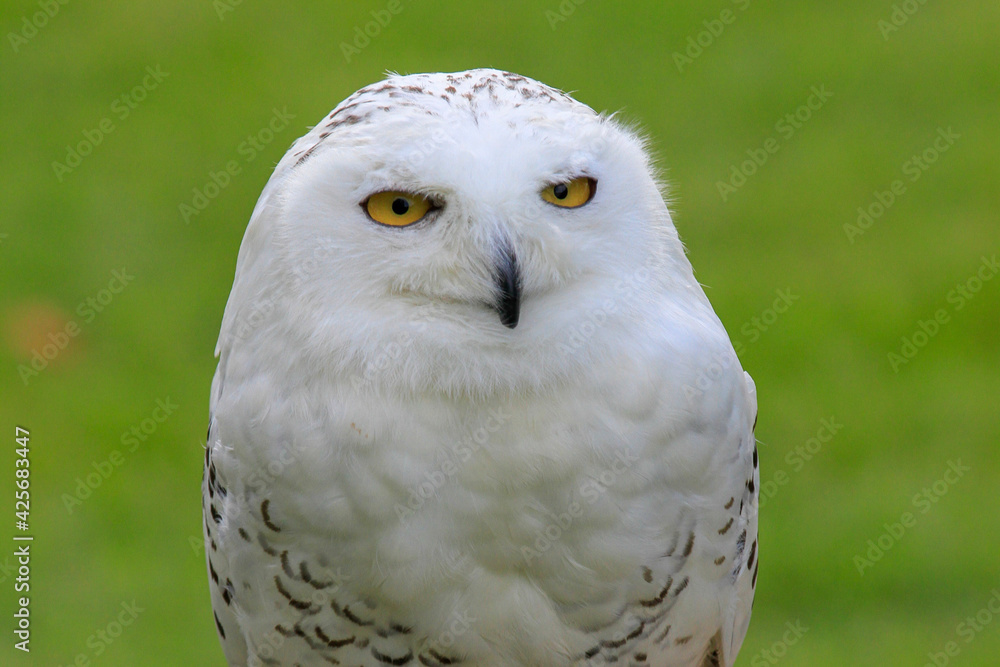 snowy owl close-up snowy owl close-up