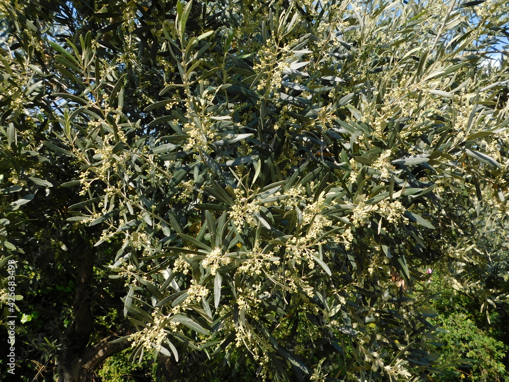 Blooming olive tree, at springtime, in Attica, Greece Blooming olive tree, at springtime, in Attica, Greece