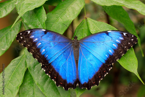 iridescent blue butterfly in Ecuador 