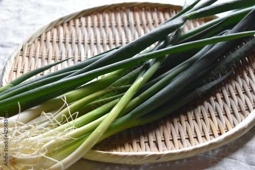 Kujo Green Onion, Vegetable produced in Kyoto, Japan photo