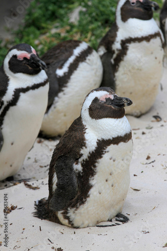 penguins on the beach in South Africa 