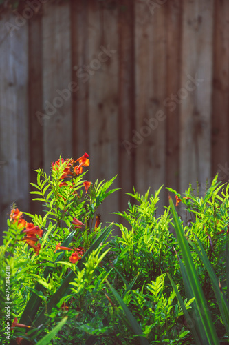 tecoma plant with red flowers and sunlight shining on it outdoor in sunny backyard photo