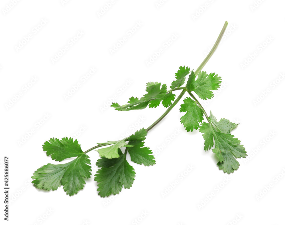 Fresh cilantro leaf on white background Fresh cilantro leaf on white background