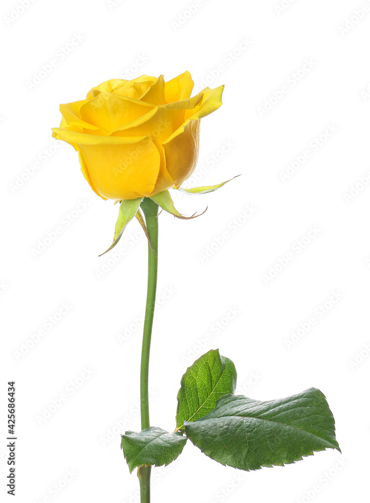 Obraz premium Fresh yellow rose on white background