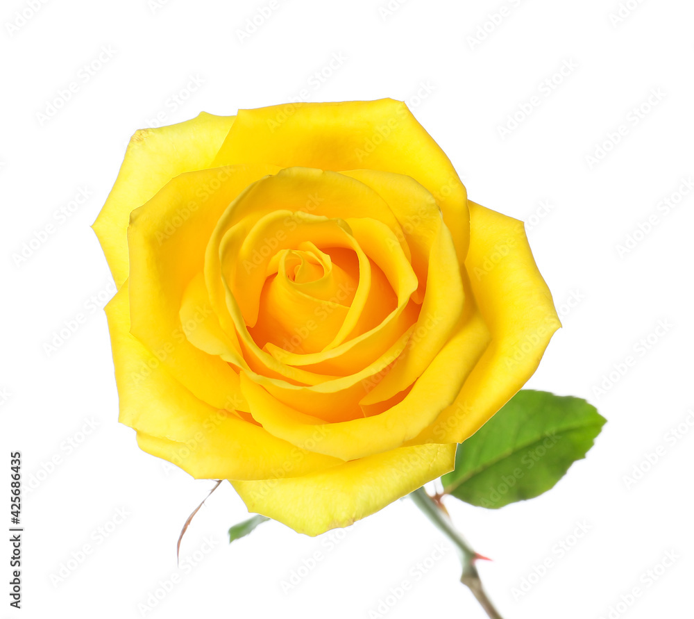 Naklejka premium Fresh yellow rose on white background