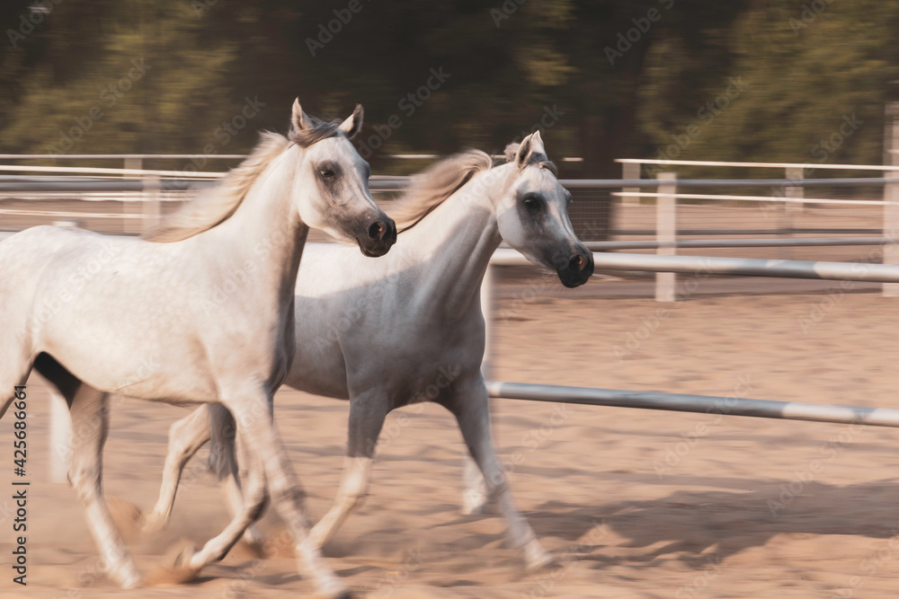Close ups of Arabian Horse in Stable Close ups of Arabian Horse in Stable