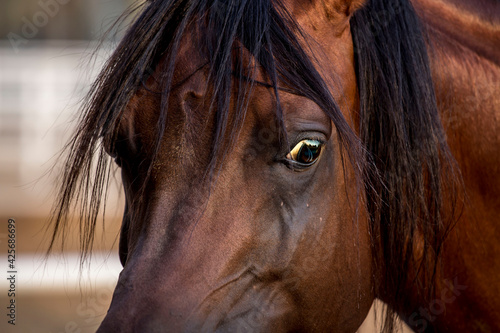Close ups of Arabian Horse in Stable 