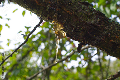 Slika na platnu Sap or resin oozing from an injured tree branch