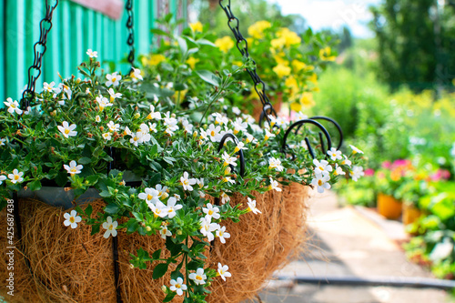 White Bacopa ampelnaya, grows in a flower pot