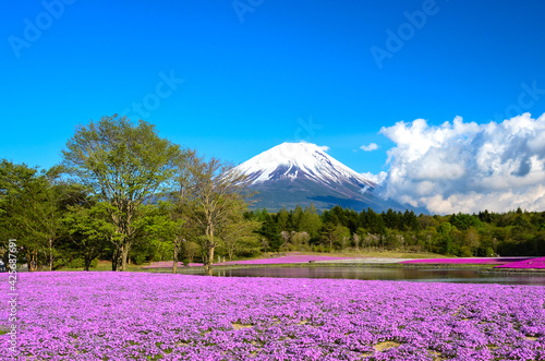 Fototapeta Naklejka Na Ścianę i Meble -  富士山と芝桜
