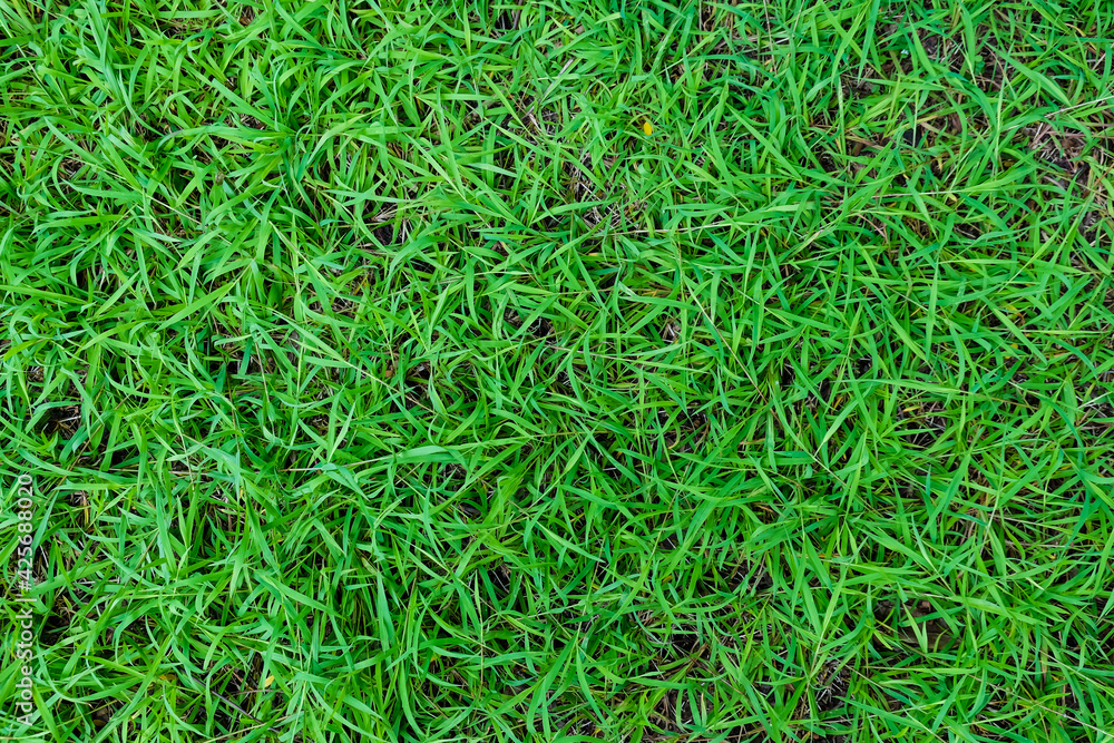 Green foliage grass texture nature background Green foliage grass texture nature background