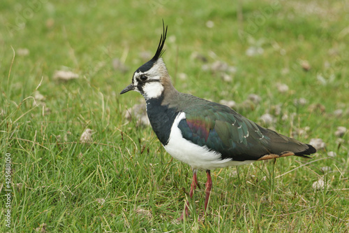 Photos A stunning Lapwing, Vanellus vanellus, feeding in a meadow.