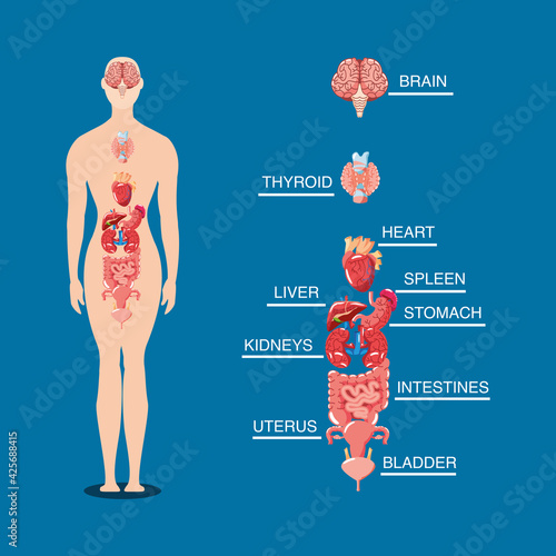 human body internal