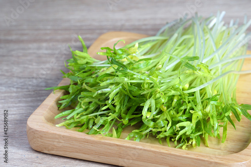 Morning glory seedlings are not fully grown on wooden. Micro Greens are vegetables with high nutritional value, suitable for salads or vegetable consumers. young sprout microgreen organic.