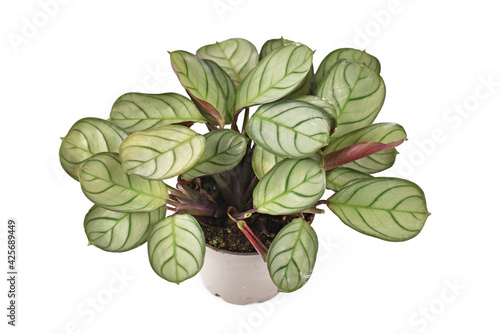 Tropical 'Ctenanthe Burle Marxii Amagris' houseplant with dark green vein pattern in flower pot isolated on white background photo