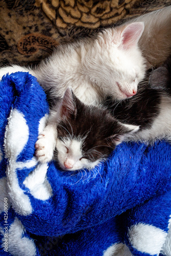 Kittens. Little kittens are sleeping. Beautiful portrait of kittens for lifestyle design.