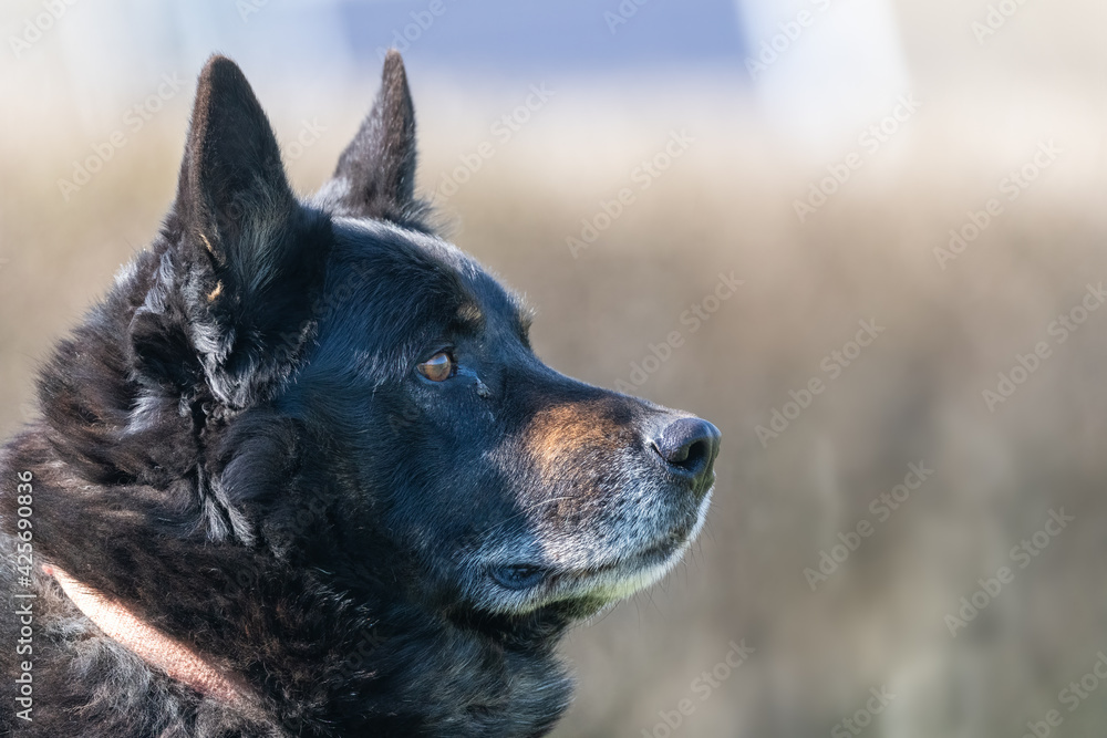 Close up portrait of a half breed german shepherd looking far away Close up portrait of a half breed german shepherd looking far away