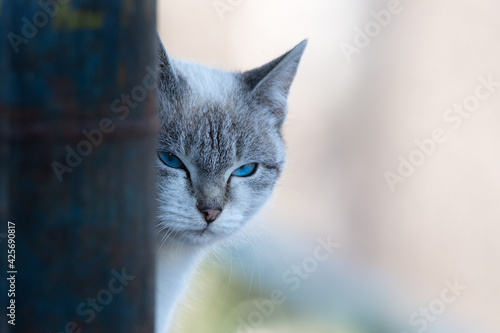 Close up portrait of a young angry gray cat with blue eyes looking away