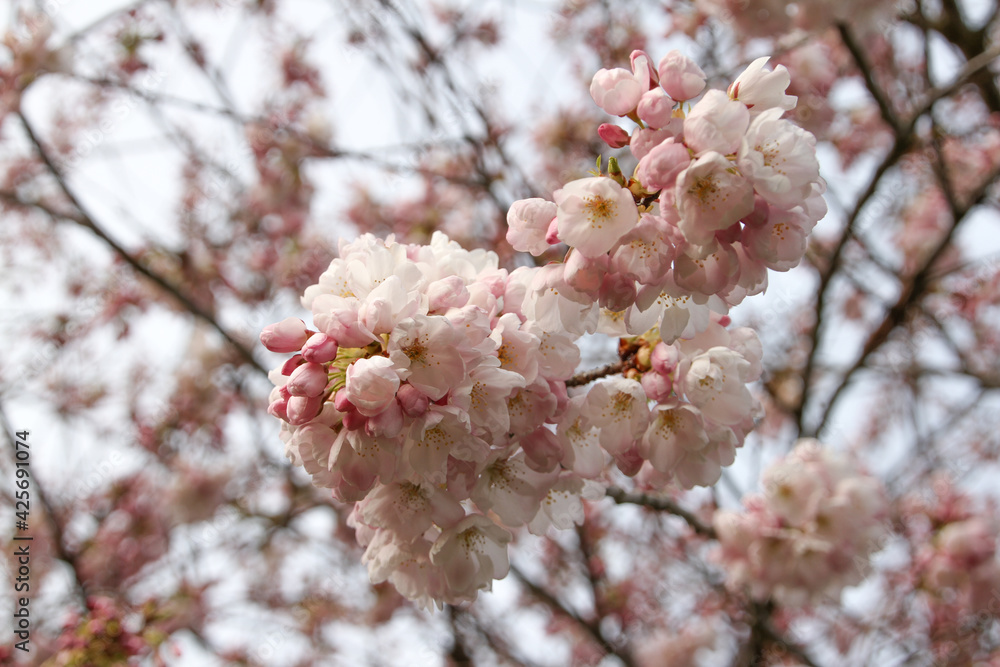New Spring Fresh Cherry Blossom New Spring Fresh Cherry Blossom