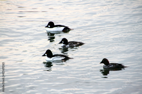 Bucephala Barrow's goldeneye sea ducks photo