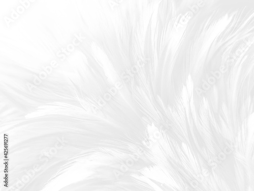 Beautiful abstract black feathers on white background and soft white feather texture on white texture pattern  dark theme wallpaper  gray feather background  gray banners  white gradient