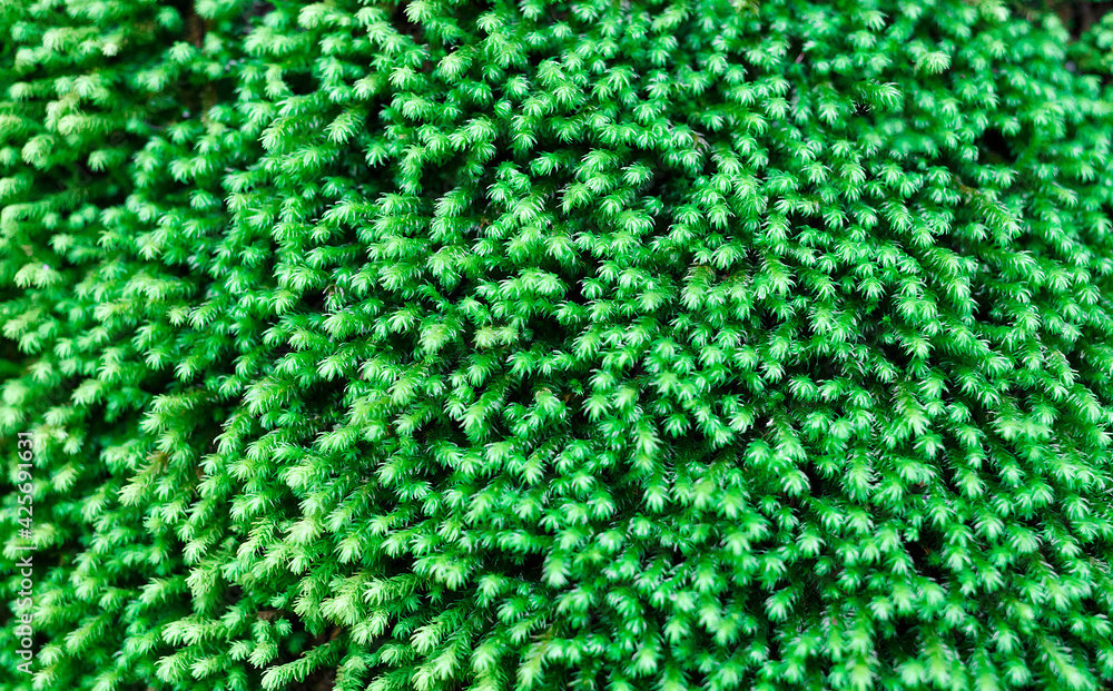 texture of juicy bright green moss. great background for design texture of juicy bright green moss. great background for design