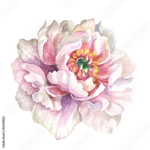 pink peony flower.watercolor