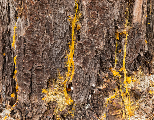 Macro close-up of bark and resin in Pine Forest photo