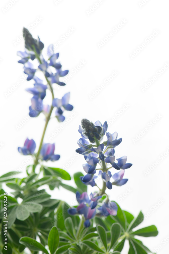 Obraz premium ルピナス