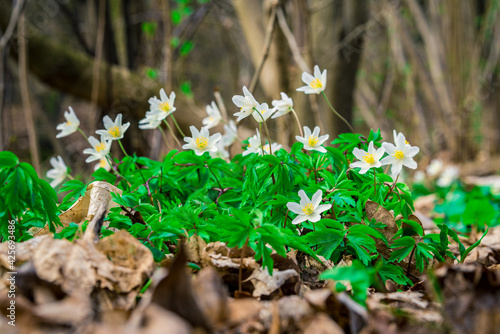 zawilec gajowy (Anemone nemorosa)