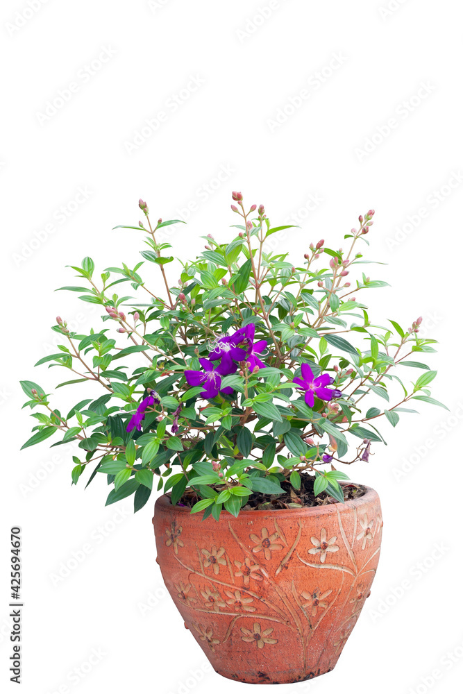 Purple flower of Malabar gooseberry, Malabar melastome or Indian rhododendron bloom in brown pot in the garden isolated on white background included clipping path.