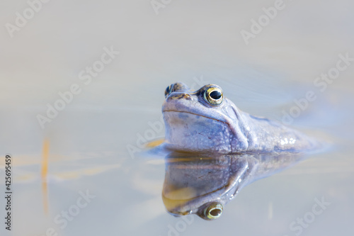 Moorfrosch Rana arvalis in einem Teich