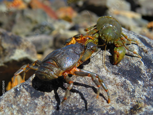 crab on rock