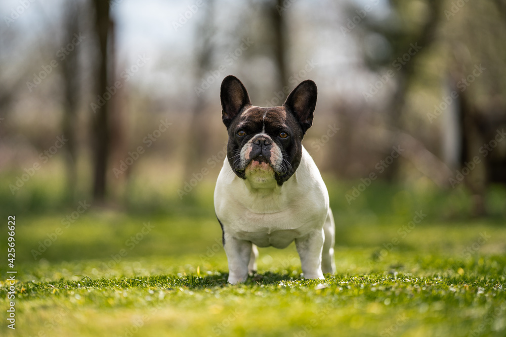 french bulldog standing on grass french bulldog standing on grass