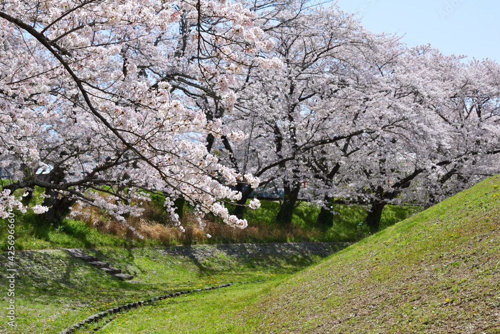 三重県伊勢市　宮川堤の桜