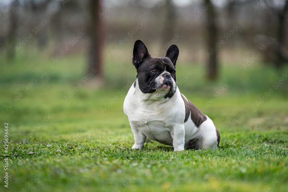 french bulldog sitting on grass