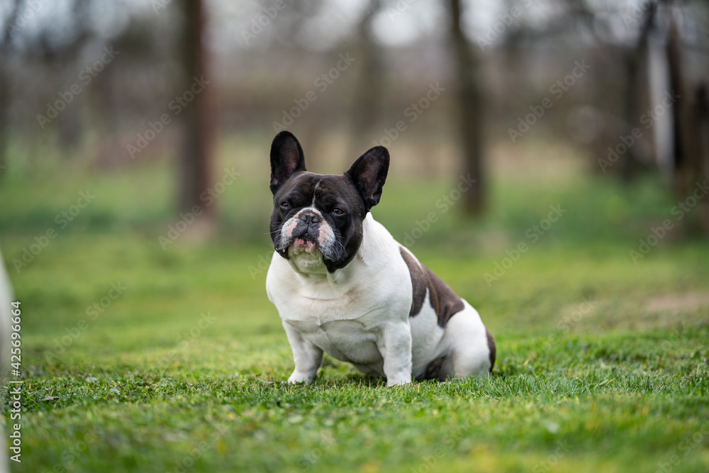 french bulldog sitting on grass