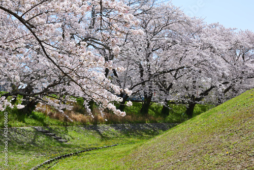 三重県伊勢市　宮川堤の桜