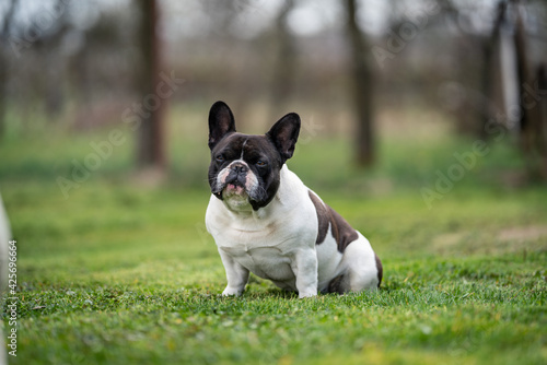 french bulldog sitting on grass