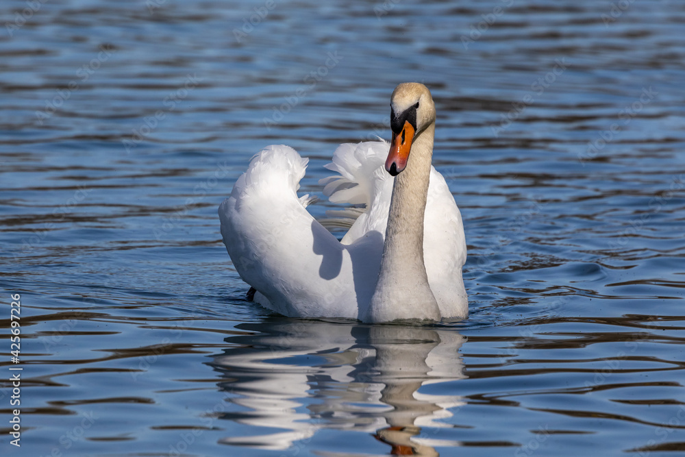 Obraz premium Mute swan, Cygnus olor swimming on a lake in Munich, Germany