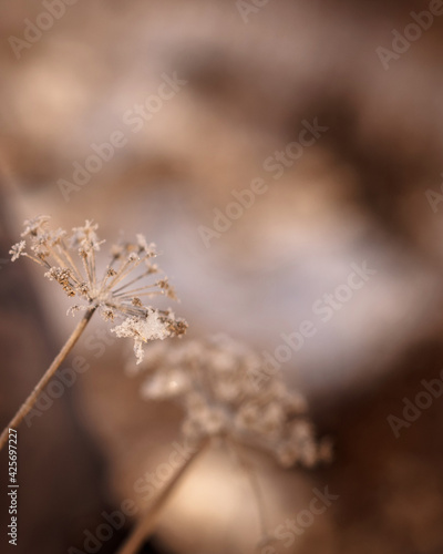 Winter nature with Ural plant. Natural Background