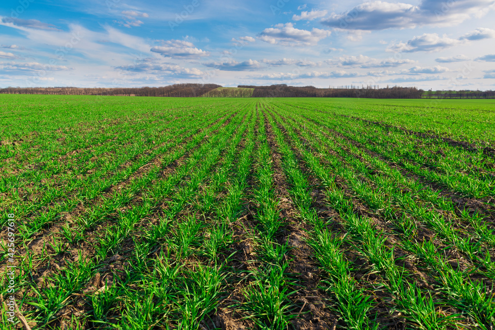 Rows of fresh green crops on the farm field. Rows of fresh green crops on the farm field.