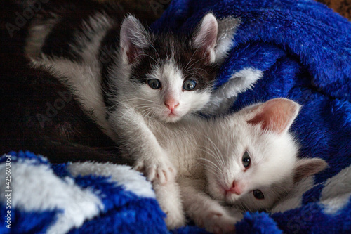 Kittens. Little kittens are sleeping. Beautiful portrait of kittens for lifestyle design.