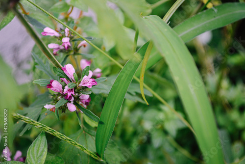 Wallpaper Mural flowers in the grass nice wallpaper Torontodigital.ca