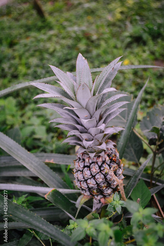 Wallpaper Mural pineapple on a tree Torontodigital.ca