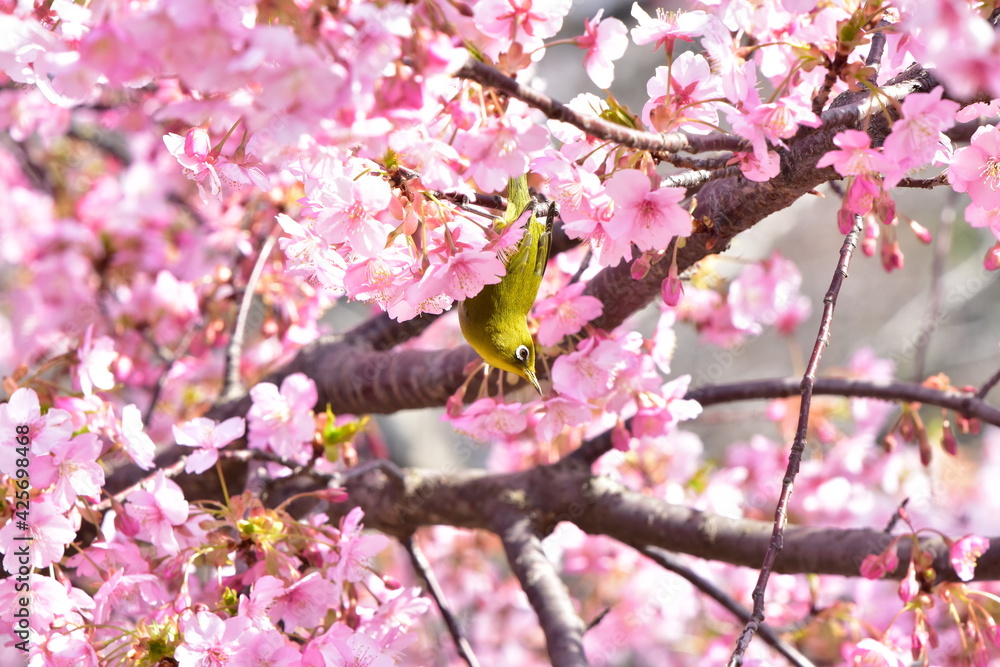 河津桜とメジロ 河津桜とメジロ