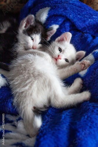 Kittens. Little kittens are sleeping. Beautiful portrait of kittens for lifestyle design.