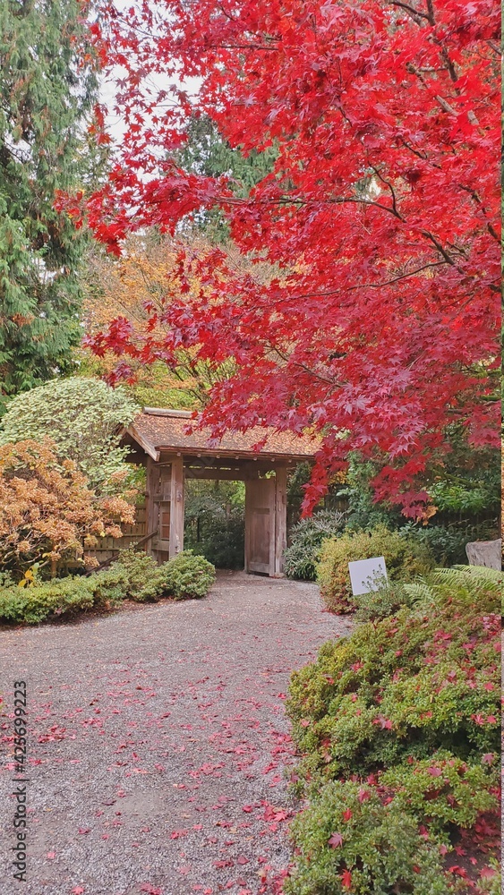 Naklejka premium Japanese garden in the fall